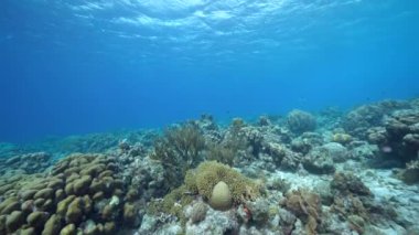 Karayip Denizi 'nin mercan resifinde çeşitli balık, mercan ve süngerle kaplı deniz burnu, Curacao