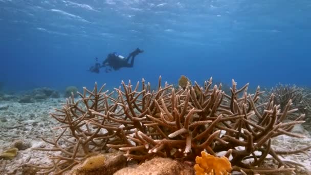 Mergulhador Profissional Diretor Fotografia Submarino Filmando Recife Coral Mar Caribe — Vídeo de Stock