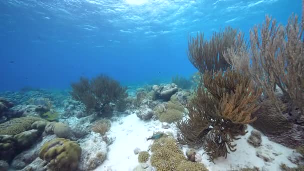 Capa Marinha Com Vários Peixes Corais Esponjas Recife Coral Mar — Vídeo de Stock