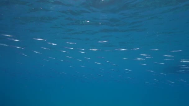 120 Fps Super Slow Motion Seascape School Fish Ballyhoo Halfbeak — Vídeo de Stock