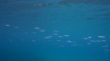 4K 120 fps Super Slow Motion: Seascape with School of Fish, Ballyhoo, Halfbeak, coral, and sponge in the coral reef of the Caribbean Sea, Curacao