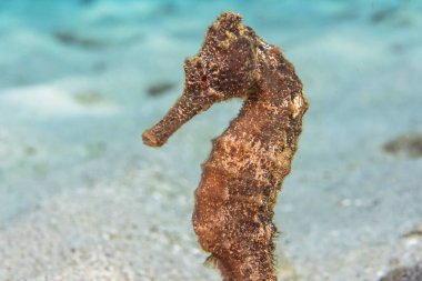 Karayip Denizi 'nin mercan kayalıklarında deniz atı ve Curacao.