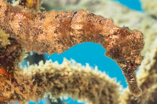 Mare Con Cavalluccio Marino Nella Barriera Corallina Del Mar Dei — Foto Stock