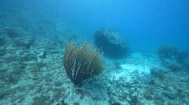 4K 120 fps Super Slow Motion in FPV style: Karayip Denizi 'nin mercan resiflerinde çeşitli balık, mercan ve süngerli deniz manzarası, Curacao