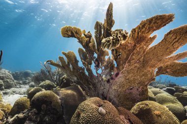 Deniz Hayranı, Gorgonya Mercanı ve Karayip Denizi 'nin mercan kayalıklarında sünger, Curacao