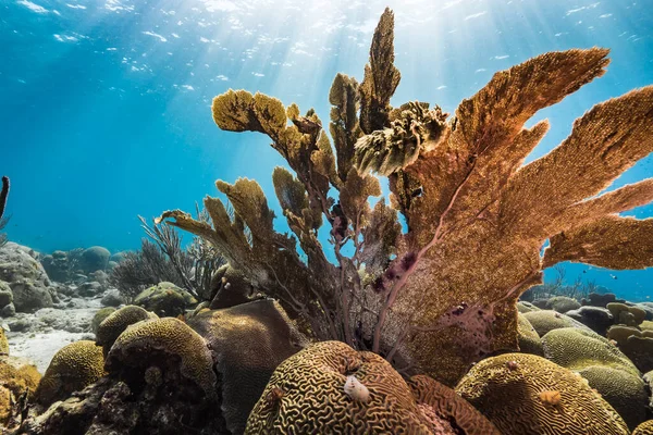 Seascape with Sea Fan, Gorgonian Coral, and sponge in the coral reef of the Caribbean Sea, Curacao