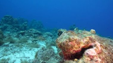 Karayip Denizi 'nin mercan kayalıklarında Şahin Gagalı Deniz Kaplumbağası, Curacao