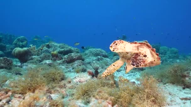 Seascape Hawksbill Sea Turtle Coral Reef Caribbean Sea Curacao — Vídeo de Stock