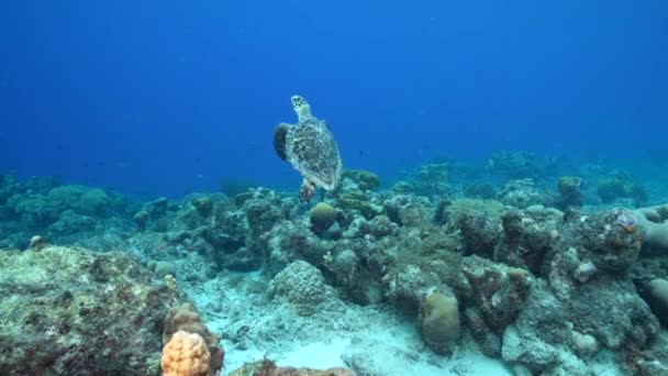 Tengeri Sólyom Tengeri Teknős Karib Tenger Korallzátonyán Curacao — Stock videók