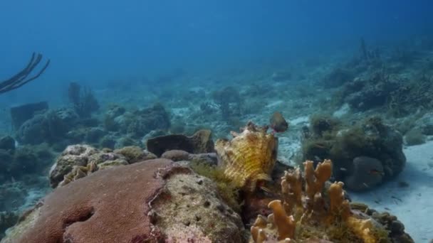 Seascape Med Conch Skal Korall Och Svamp Korallrevet Karibiska Havet — Stockvideo