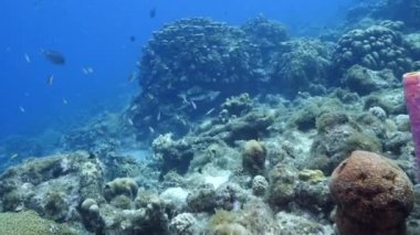FPV tarzı: Karayip Denizi 'nin mercan kayalıklarında çeşitli balık, mercan ve süngerli deniz burnu, Curacao
