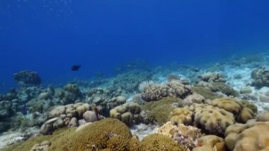 FPV tarzı: Karayip Denizi 'nin mercan kayalıklarında çeşitli balık, mercan ve süngerli deniz burnu, Curacao