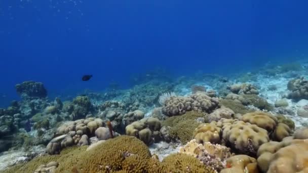 Estilo Fpv Seascape Com Vários Peixes Coral Esponja Recife Coral — Vídeo de Stock