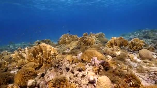 Fpv Styl Seascape Různými Rybami Korály Houbami Korálovém Útesu Karibského — Stock video