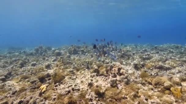 Fpv Style Seascape Various Fish Coral Sponge Coral Reef Caribbean — ストック動画