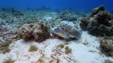 Karayip Denizi 'nin mercan kayalıklarında Yeşil Deniz Kaplumbağası, mercan ve süngerli deniz burnu, Curacao