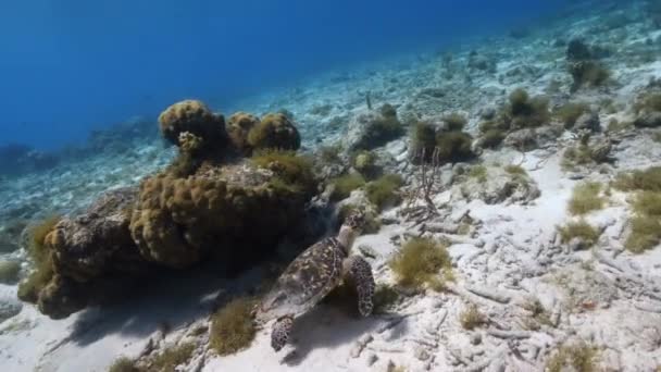 Paysage Marin Avec Hawksbill Tortue Mer Corail Éponge Dans Récif — Video