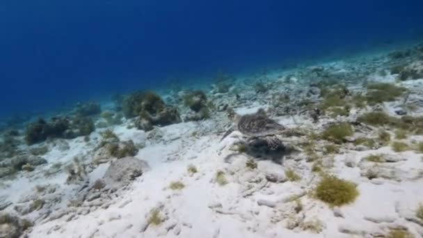 Seascape Hawksbill Mořská Želva Korál Houba Korálovém Útesu Karibského Moře — Stock video