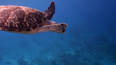 Karayip Denizi 'nin mercan kayalıklarında Şahin Gagalı Deniz Kaplumbağası, mercan ve sünger, Curacao