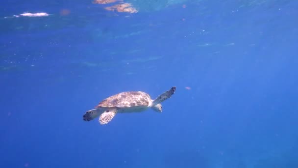 与霍克斯比尔海龟 珊瑚和海绵在加勒比海珊瑚礁的海景 库拉索岛 — 图库视频影像