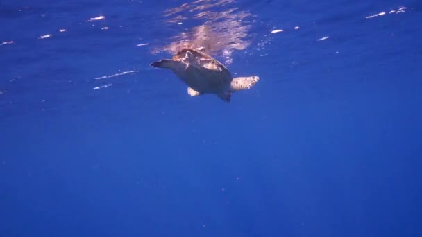 Laut Seascape Hawksbill Sea Turtle Coral Spons Coral Reef Caribbean — Stok Video