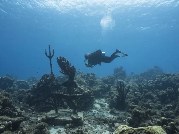 Tengerfenék Búvárral Karib Tenger Korallzátonyán Curacao — Stock Fotó