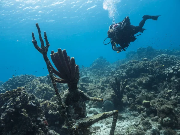库拉索岛加勒比海珊瑚礁中与Scuba潜水员的海景 — 图库照片