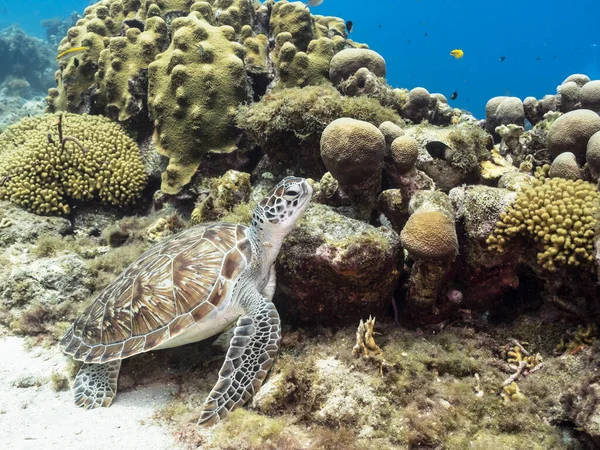 Seascape Green Sea Turtle Caribbean Sea Curacao — Stock Photo, Image