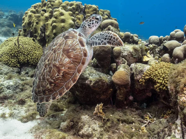 Seascape Green Sea Turtle Caribbean Sea Curacao — Stock Photo, Image