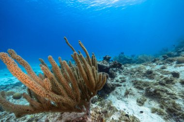 Karayip Denizi 'nin mercan resifinde çeşitli balık, mercan ve süngerle kaplı deniz burnu, Curacao