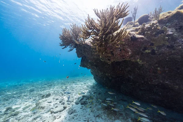 Zeegezicht Met Diverse Vissen Koraal Spons Het Koraalrif Van Caribische — Stockfoto