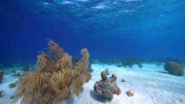 FPV tarzı: Karayip Denizi 'nin mercan kayalıklarında çeşitli balık, mercan ve süngerli deniz burnu, Curacao