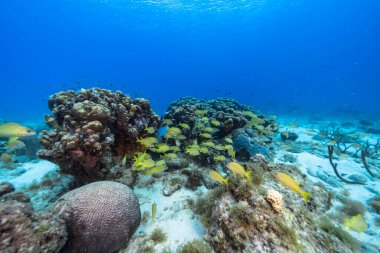 Karayip Denizi 'nin mercan kayalıklarında homurdanan balık, mercan ve sünger sürüsü Curacao