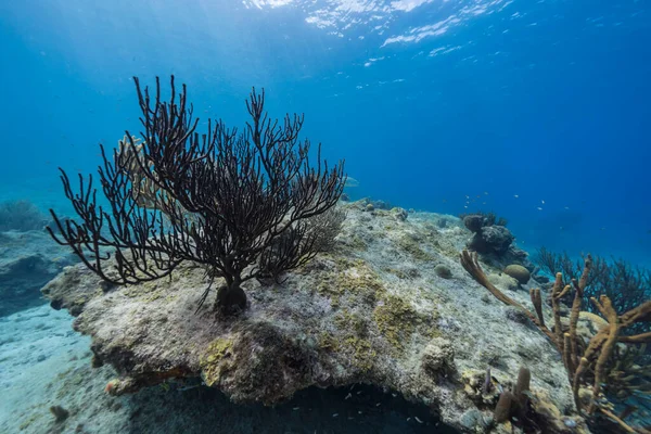 Przylądek Morski Różnymi Rybami Koralowcami Gąbką Rafie Koralowej Morza Karaibskiego — Zdjęcie stockowe