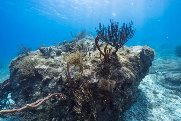 Seascape Various Fish Coral Sponge Coral Reef Caribbean Sea Curacao — 图库照片