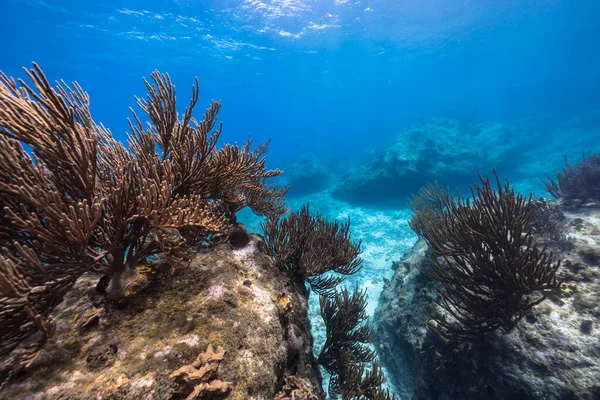 Karayip Denizi Nin Mercan Resifinde Çeşitli Balık Mercan Süngerle Kaplı — Stok fotoğraf