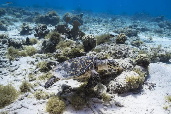 Seascape with Hawksbill Sea Turtle in the Caribbean Sea around Curacao