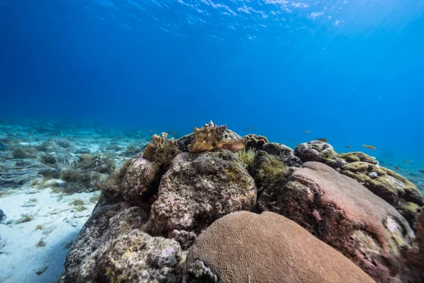 库拉索岛加勒比海珊瑚礁的海景 有海螺壳 珊瑚和海绵 — 图库照片