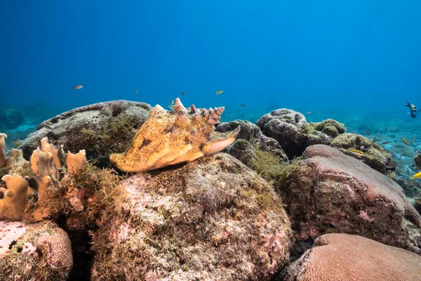 Paisaje Marino Con Concha Concha Coral Esponja Arrecife Coral Del —  Fotos de Stock