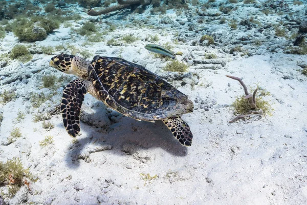 Seascape Hawksbill Sea Turtle Caribbean Sea Curacao — Stock Photo, Image