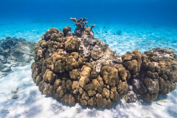 Havslandskap Med Olika Fiskar Elkhorn Coral Och Svamp Korallrevet Karibiska — Stockfoto