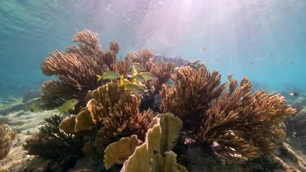 120 Fps Super Slow Motion Seascape Com Vários Peixes Corais — Vídeo de Stock