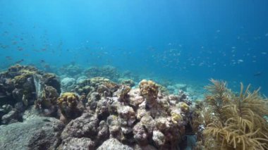 4K 120 fps Super Slow Motion: Karayip Denizi 'nin mercan kayalıklarında çeşitli balık, mercan ve süngerli deniz burnu, Curacao