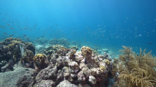 120Fps超スローモーション カリブ海のサンゴ礁 キュラソー島の様々な魚 サンゴ スポンジで海 — ストック動画