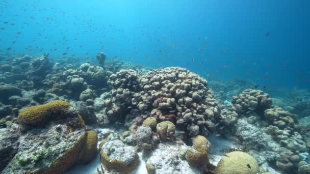 120 Fps Super Slow Motion Seascape Various Fish Coral Sponge — Stok video