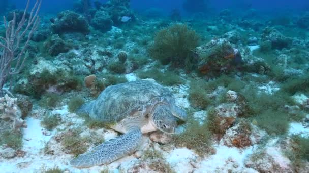 Zeegezicht Met Groene Zeeschildpad Het Koraalrif Van Caribische Zee Curacao — Stockvideo