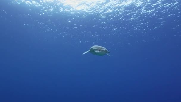 Karayip Denizi Nin Mercan Kayalıklarında Yeşil Deniz Kaplumbağalı Deniz Burnu — Stok video