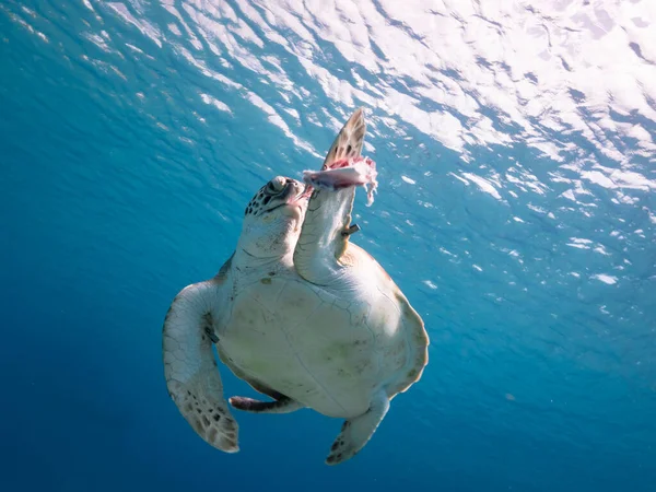 Paisaje Marino Con Tortuga Verde Mar Caribe Alrededor Curazao — Foto de Stock