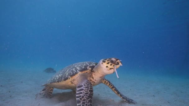 120 Fps Super Slow Motion Seascape Com Hawksbill Sea Turtle — Vídeo de Stock