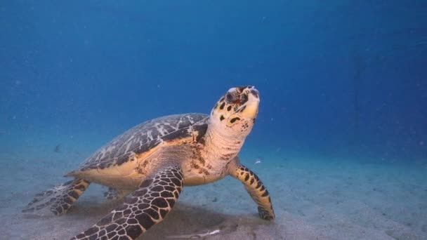 120 Fps Super Slow Motion Seascape Hawksbill Θαλάσσια Χελώνα Στον — Αρχείο Βίντεο